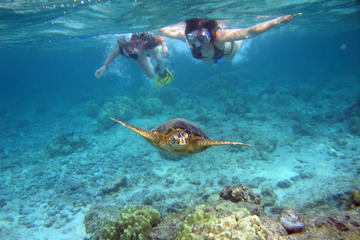 The Top 10 Oahu Snorkeling W Prices Snorkel Eco Tour North S West Coast Honolulu Options All Gear Provided