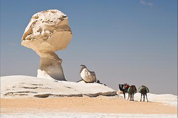 Bahariya Oasis The Golden Mummies Temple of Alexander Black Mountains Sand Dunes and The Salt Lake