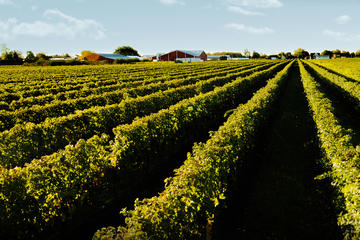 Full-Day Niagara Winery Tour from Toronto