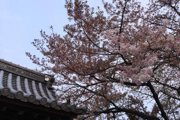 Private Cherry Blossoms in Takayama with Shopping and Cookery Lesson