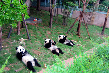 13-Day Grand China with Pandas Join-in Tour: Beijing, Xian, Chengdu, Yangtze River Cruise and Shanghai