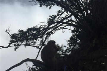 4-Day Private Chengdu Tour-Chengdu Research Base of Giant Pandas-Leshan Giant Buddha-Mount Emei-No Shopping Stops