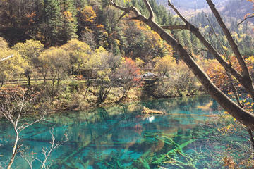 5 Days Private Tour including Chengdu Pandas-Jiuzhaigou Scenic Spot and Huanglong Scenic and Historic Area-No Shopping Stops