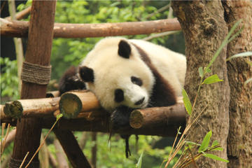Private Half Day Tour to Dujiangyan Panda Breeding Center-No Shopping Stops