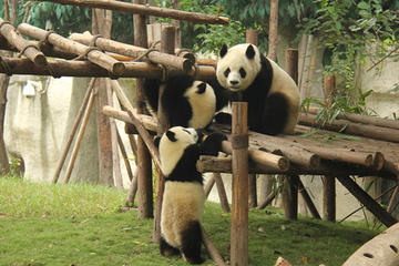 Small Group Chengdu Day Tour:Chengdu Research Base of Giant Panda Breeding-Jinli Street-Kuanzhai Xiangzi-No Shopping Stops