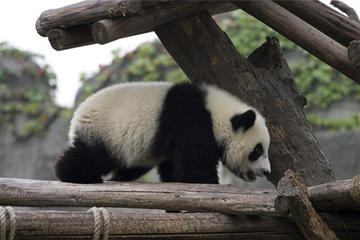 Small Group Max 7 travellers Chengdu Panda Tour with Traditional Lanes: Chengdu Research Base of Giant Panda Breeding-Jinli Street-Kuanzhai