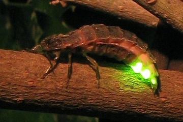 Fireflies Watching Tour at Tai Po Kau Nature Reserve
