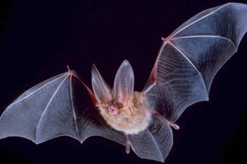 Hong Kong Wildlife Night Walking Tour: Bat Watching