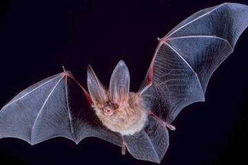 Hong Kong Wildlife Night Walking Tour: Fireflies and Bats