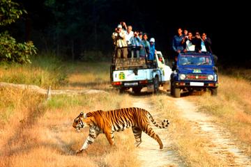6-Night Golden Triangle Tour with Ranthambore from Delhi