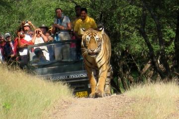 7 Days Golden Triangle with Ranthambore and Pushkar tour From Delhi