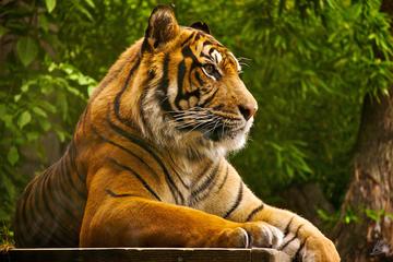 4 Days Ranthambore Tiger Safari Including Agra and Jaipur Tour from Delhi