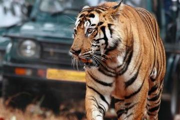6-Day Golden Triangle Private Tour from Delhi with Ranthambore