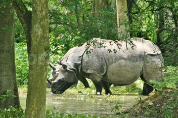 6-Day Tour of Exotic Northeast India: Mawsmai Caves, Double Decker Living Root Bridge and Kaziranga National Park