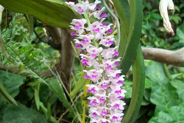 8-Night Adventure Tour of Northeast India: Wild Orchids Valleys and Snow-capped Mountains from Guwahati to Jorhat