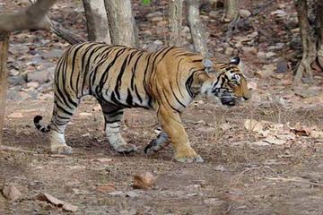 Panna National Park Day Trip from Khajuraho