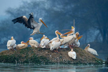 Private Day Trip to Keoladeo Bird Sanctuary and Chand Baori Stepwell Including Lunch and Gala Dinner