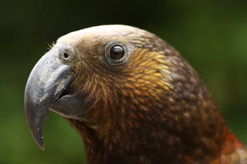Rotorua Bird Watching Adventure