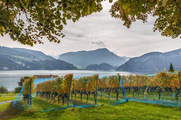 Lucerne Wine Tasting Tour by Lake Lucerne in a Traditional Winery