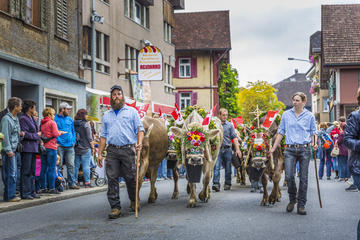 Swiss Cow Parade - Alpine Festival