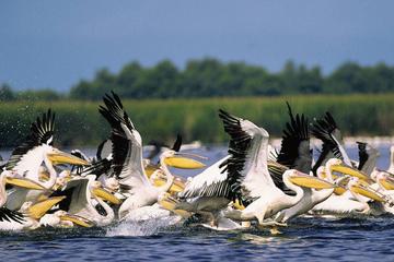 Danube Delta Private Day Tour from Bucharest