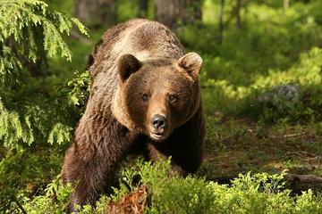 Full Day Tour of Dracula's, LiBEARty Brown Bear Sanctuary, Brasov town and Rasnov Fortress