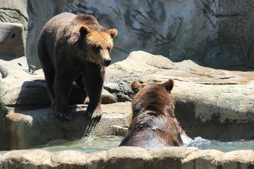 LiBEARty Brown Bear Sanctuary and the most important castles from Romania