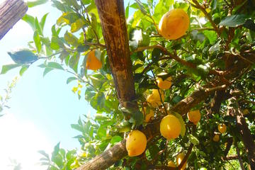 Lemon tour from Amalfi Coast