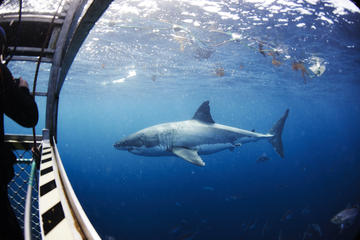 Great White Shark Cruise with Optional Cage Dive and Aqua Sub from Port Lincoln