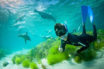 Half-Day Sea Lion Snorkeling Tour from Port Lincoln