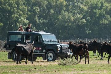 Camargue 4x4 Safari from Aigues Mortes (in a privatized vehicle !)