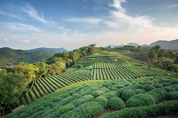 Private Tea Picking Day Trip at Hangzhou Dragon Well Tea Village with Lunch