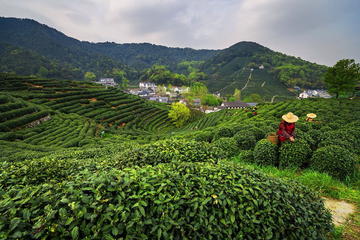 Small Group Tea Picking Day Trip at Hangzhou Dragon Well Tea Village with Lunch