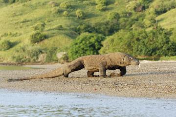 2-Days Visit Komodo Dragon: A Wild Life Adventure from Bali Over Night at Hotel
