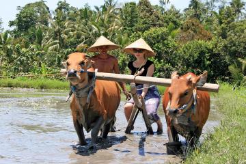 Balinese Daily Life Tour: Live Like A Farmer