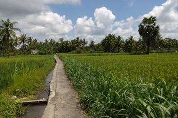 Rice field trekking and The Waterfall