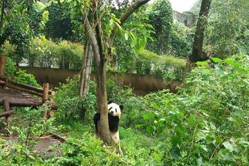 All-Inclusive Private Day Tour of Panda Holding Experience in Chengdu