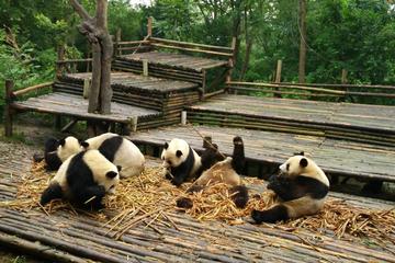 From Chengdu: Panda Base and Giant Buddha in One Day