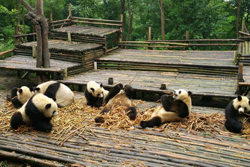 Half Day Morning Trip of Chengdu Giant Pandas
