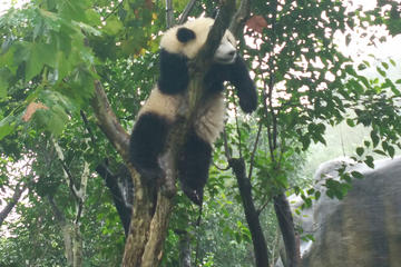 Private Customizable Panda Trip in Chengdu