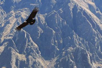 Colca Canyon from Arequipa to Puno