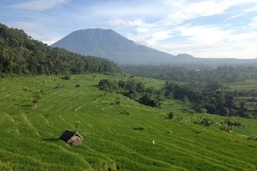 Tenganan Village Rice Field Trekking Tour