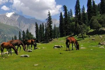Private Tour: Thajiwas Glacier, Meadow of Gold, and More from Srinagar