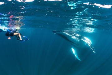 Humpback Whale Interaction Experience from Exmouth on Luxury Sailing Catamaran
