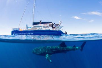 Ningaloo Whale Shark Swim on a Luxury Sailing Catamaran
