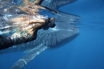 Ningaloo Whale Shark Swim on a Powerboat