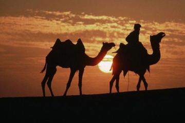 1 Night Camel Safari Tour In Jaisalmer