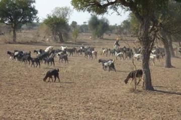 Private Tour: Village Safari Half-Day Tour In Jodhpur