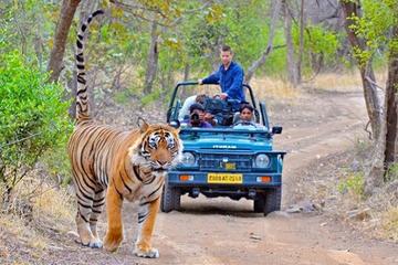 Private Transfer From Udaipur To Ranthambore