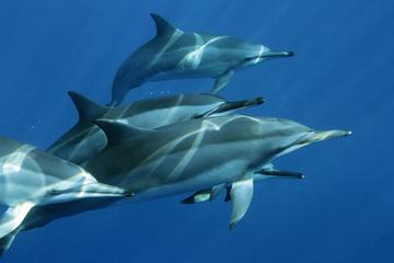 Dolphin Snorkel Tour Hawaii